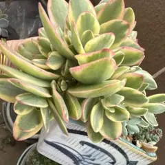 ★専用★ 多肉植物 カランコエ もふもふ兎シリーズ♡ リクエスト苗10兎♪ ☆専用☆ 多肉植物 カランコエ もふもふ兎シリーズ♡ リクエストの