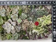 多肉植物 カット苗 詰め合わせ 寄せ植え用 ネコポス発送のサムネイル