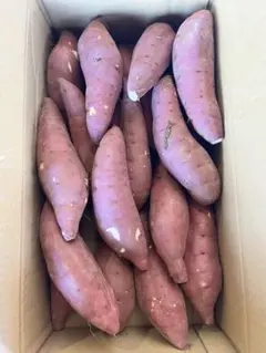 いち様専用！大分県産　甘太くんA品Mサイズ　10キロ