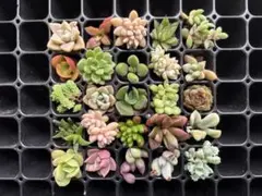 フォロワー様888人*感謝セット*そのまま飾れる多肉植物の寄せ植え 4