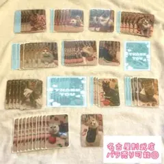 猫カフェmocha 2026春 いちご収穫祭 吉祥寺店 にゃんずトレカまとめ