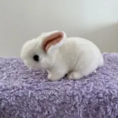 白うさぎ　ぬいぐるみ　ふわふわ