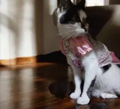 Item thumbnail for item caf065c7-b4f2-489a-9c84-8ef0ed6e28e1