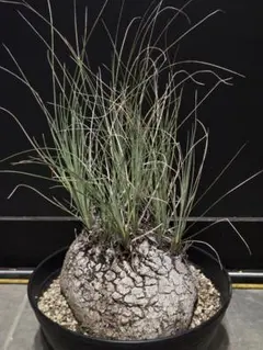 専用出品 特割 カリバナスフーケリー (い) 専用出品 特割 カリバナスフーケリー (い) カリバナスフーケリー