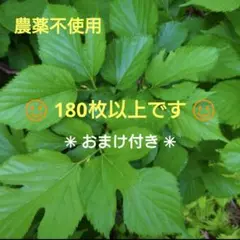 天然 桑の葉 クワの葉のサムネイル