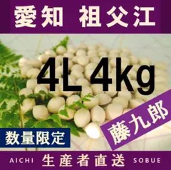 2026年新物 久寿 銀杏ぎんなん 祖父江産 4L 8kg - メルカリ