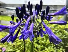 2025年最新】アガパンサス ブラックパンサーの人気アイテム - メルカリ