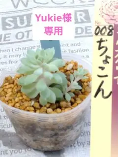 メルカリ便　メキシカンジャイアント錦　ポットごと メルカリ便 メキシカンジャイアント錦 ポットごと 2025年最新