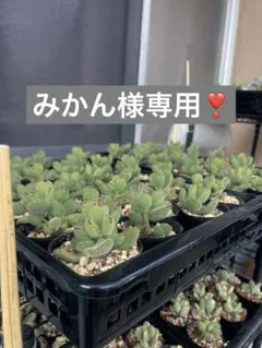 みかん様専用❣ホワイト1つ