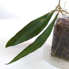 ​【鉢ごと発送】ホヤ スラウェッシアナ ｜美株・第四種郵便