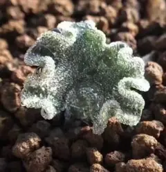 2025年最新】エリオスペルマムの人気アイテム - メルカリ