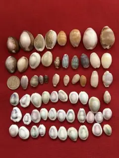 貝殻 約50個セット