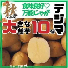 2026年最新】ながさき黄金 種芋の人気アイテム - メルカリ