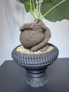 ステファニア・スベローサ（鉢ごと発送）塊根植物 コーデックス - メルカリ