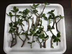 カネノナルキ(クラッスラポルツラケア)小苗5本　発根済のサムネイル