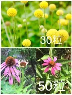 クラスペディアの種   エキナセアの種セット