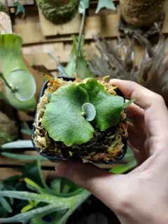 2025年最新】ビカクシダ 胞子の人気アイテム - メルカリ