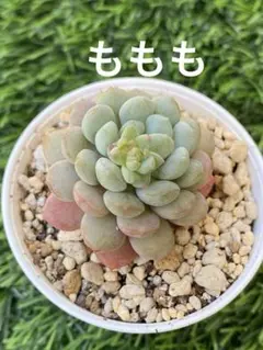 J*i様 ももも　つぶつぶ屋さん　抜き苗　6㎝ポット エケベリア　多肉植物