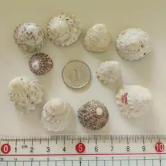 ウズガイ 　貝殻　巻貝　ヤドカリ
