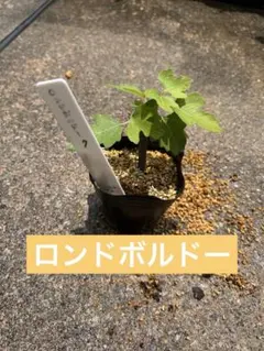 【7】イチジク　ロンドボルドー　挿し木苗　無農薬　根鉢ありのサムネイル