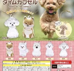 わんこのタイムカプセル 5点セット