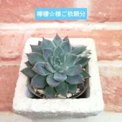 檸檬☆様ご依頼分 銀天女×コロラータ他 多肉 エケベリア