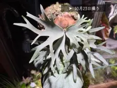 willinckii 伊右衛門 pup ビカクシダ - メルカリ
