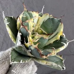 2026年最新】アガベ 白鯨 中株の人気アイテム - メルカリ