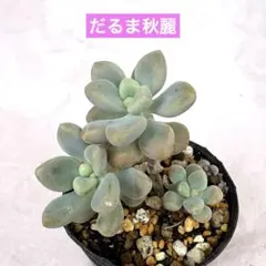 多肉植物【ミウル】グラプトセダム ポットごと or 抜き苗 6㎝ポット