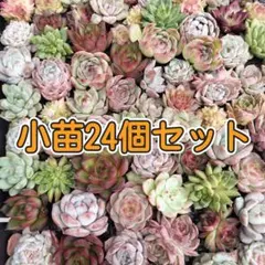 韓国小苗24個セット✨多肉植物　エケベリア　詰め合わせ　寄せ植えに!!
