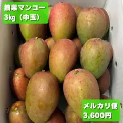 耐寒性マンゴーの枝 3本【雪姫】挿し木用穂木 - メルカリ