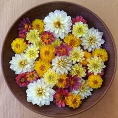 どっと てんてん様 リクエスト 2点 まとめ商品