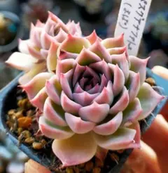 2026年最新】まぱさんの人気アイテム - メルカリ