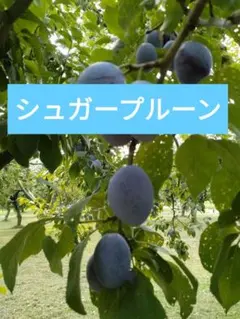 栽培期間中農薬不使用　生プルーン 　3キロ位9月10日頃収穫後発送します　嶽きみ 栽培期間中農薬不使用 生プルーン 3キロ位9月10日頃収穫後発送します