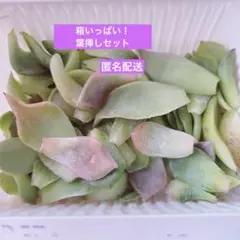 多肉植物葉挿し苗セット☆宅急便コンパクト匿名配送 2025年最新】多肉植物 葉挿しの人気アイテム - メルカリ