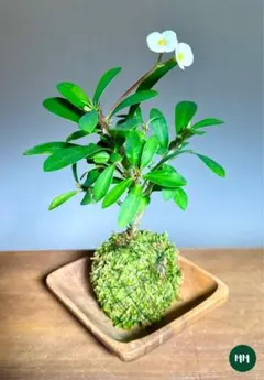 emma's shop様 リクエスト 3点 まとめ商品(お皿付き)