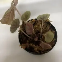 skaret 様専用ペペロミア　キト