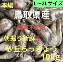 K様専用】鹿児島県産砂丘らっきょう 20kg Lサイズ - メルカリ