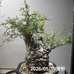 2026年最新】オペルクリカリア パキプス現地球の人気アイテム - メルカリ