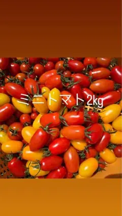 余市産　ミニトマト　2kgのサムネイル