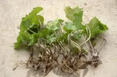 2026年最新】山わさび 苗の人気アイテム - メルカリ