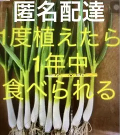 2026年最新】長ネギ苗の人気アイテム - メルカリ