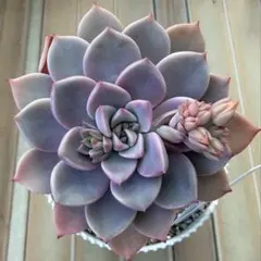 多肉植物　すみれ牡丹　 　　　　　　　　　　　　　　　　　バイオレットクイーン