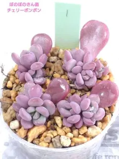 2026年最新】ぼのぼのさん苗の人気アイテム - メルカリ