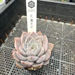 k*n様 多肉植物 ホリコロ50実生 オーズプランツさん苗 自家受粉 - メルカリ