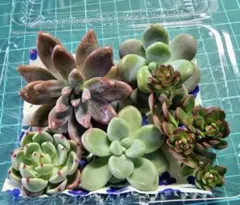 多肉植物5個セット