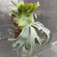 メルカリ便！P.ridleyi dwarf silver 5031 - メルカリ
