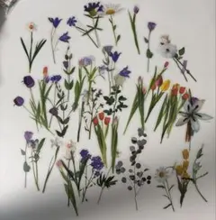 押し花 NO.355 シナガワハギ ダールベルグデージー他 - メルカリ
