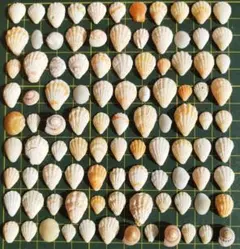 天然貝殻 100個セット まとめ売り ハンドメイド素材 レジン工作【286】