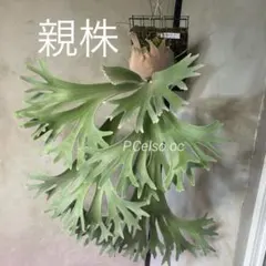 【値下げ交渉可】ビカクシダ／P.celso／セルソタツタ／中株 ビカクシダ セルソタツタ (P. willinckii 'celso tatsuta')②